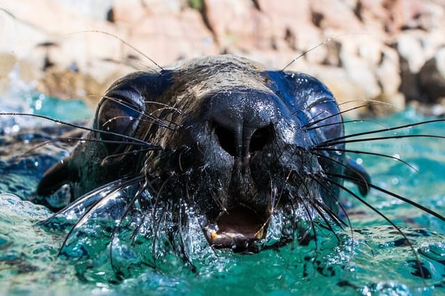 seal-swimming-activity-in-plettenberg-bay_1